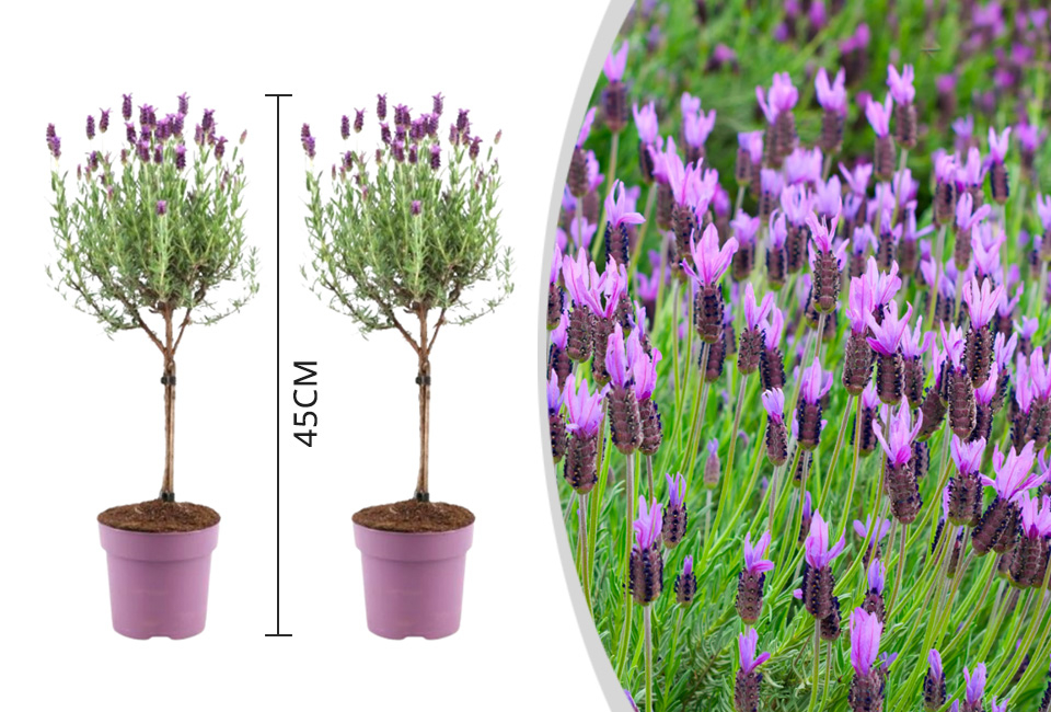 Set van 2 lavendelbomen op stam