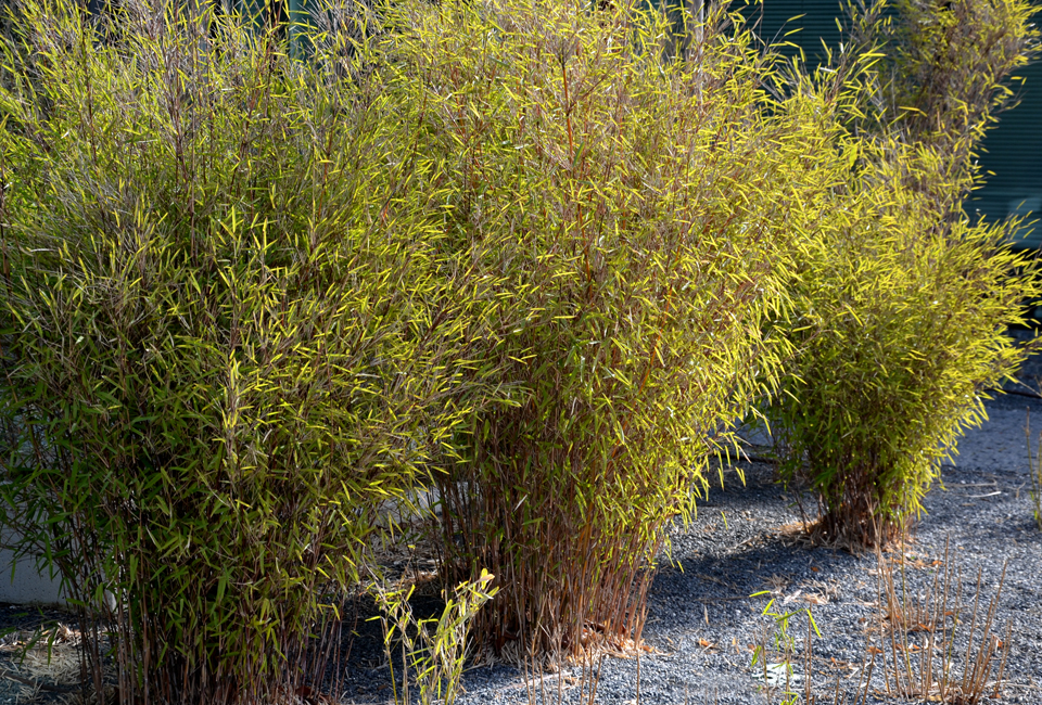 Set van 3 of 6 groene of rode bamboeplanten