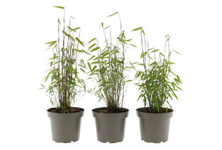 Set van 3 of 6 groene of rode bamboeplanten — 2