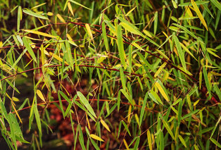 Set van 3 of 6 groene of rode bamboeplanten — 3