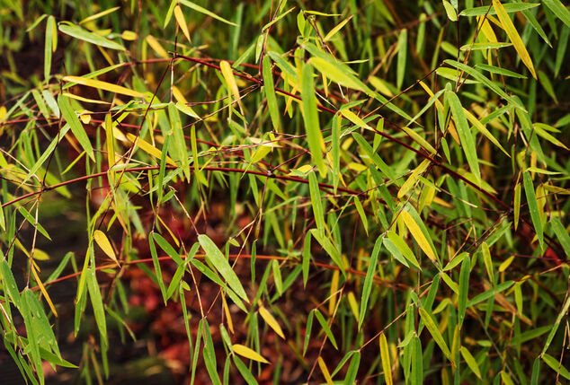 Set van 3 of 6 groene of rode bamboeplanten