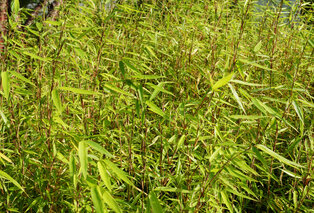 Set van 3 of 6 groene of rode bamboeplanten — 4