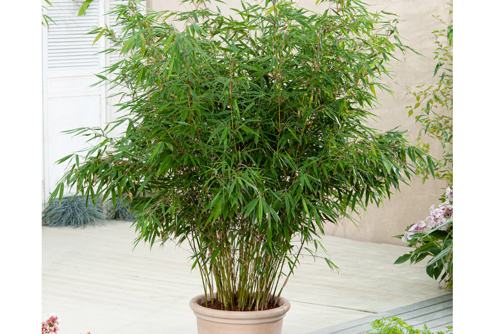 Set van 3 of 6 groene of rode bamboeplanten