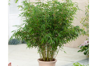 Set van 3 of 6 groene of rode bamboeplanten — 5