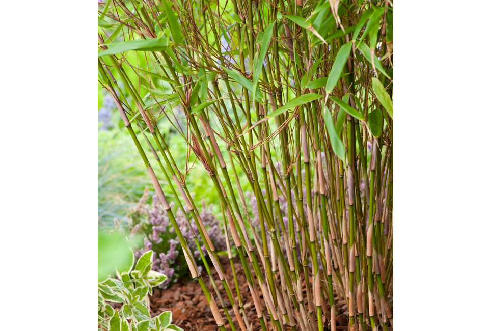 Set van 3 of 6 groene of rode bamboeplanten