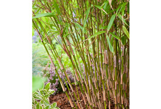 Set van 3 of 6 groene of rode bamboeplanten — 6