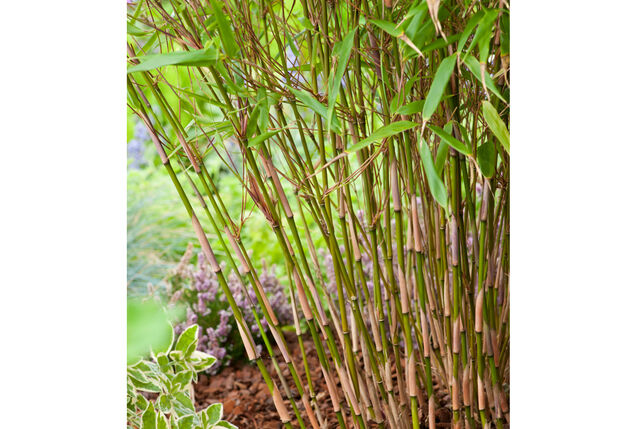 Set van 3 of 6 groene of rode bamboeplanten