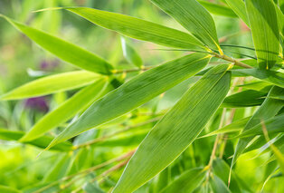 Set van 3 of 6 groene of rode bamboeplanten — 7