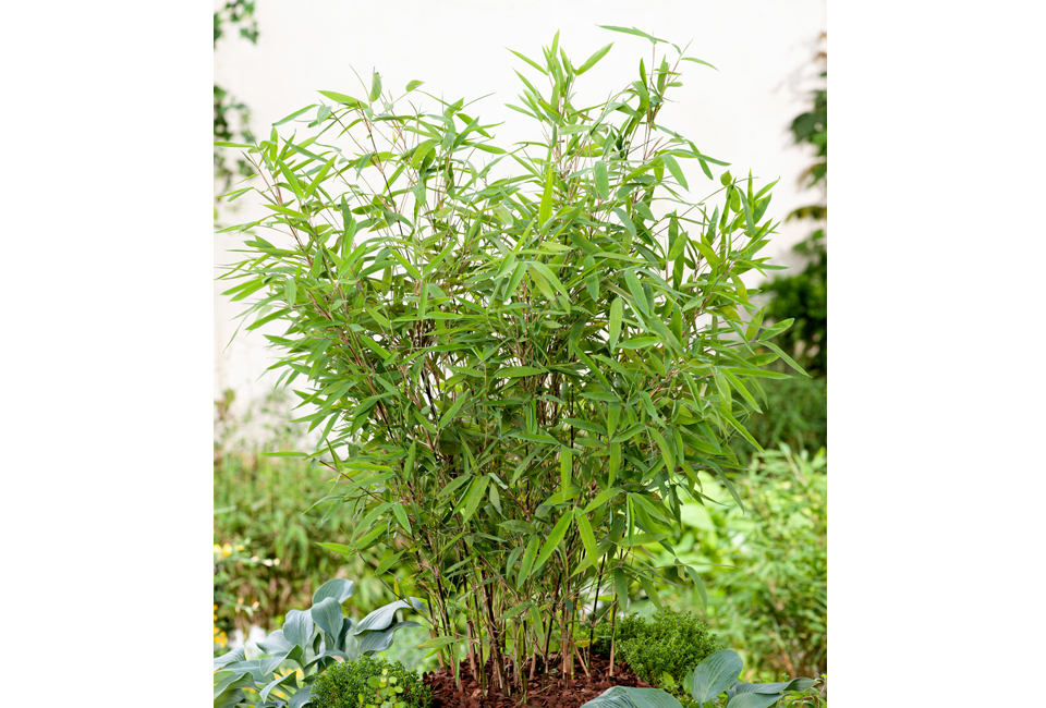 Set van 3 of 6 groene of rode bamboeplanten