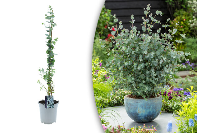 Set van 1 of 2 winterharde Eucalyptus ‘Silver Dollar’ XL planten
