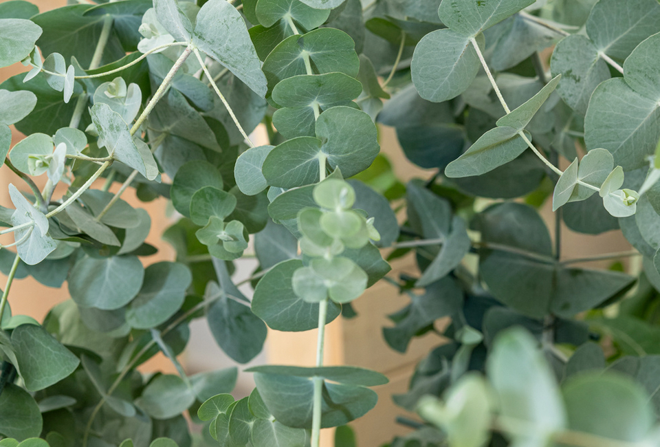 Set van 1 of 2 winterharde Eucalyptus ‘Silver Dollar’ XL planten