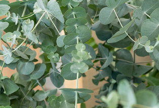 Set van 1 of 2 winterharde Eucalyptus ‘Silver Dollar’ XL planten — 2