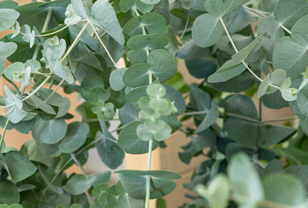 Set van 1 of 2 winterharde Eucalyptus ‘Silver Dollar’ XL planten