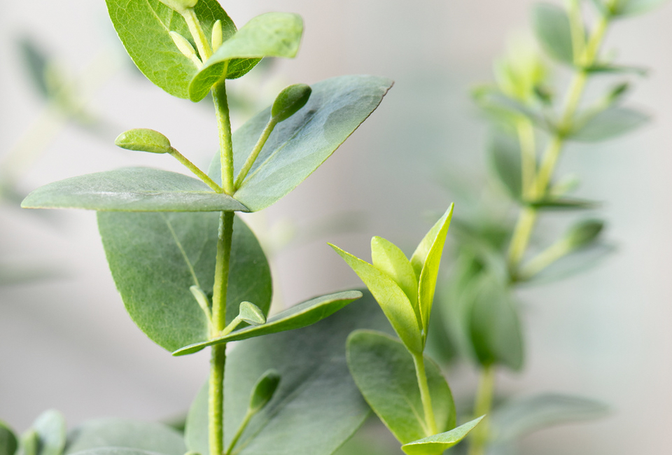 Set van 1 of 2 winterharde Eucalyptus ‘Silver Dollar’ XL planten