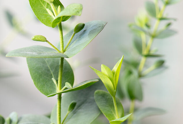 Set van 1 of 2 winterharde Eucalyptus ‘Silver Dollar’ XL planten