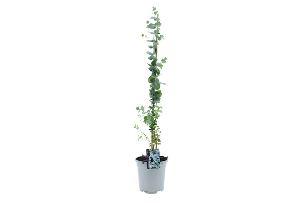 Set van 1 of 2 winterharde Eucalyptus ‘Silver Dollar’ XL planten