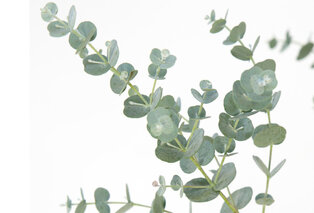 Set van 1 of 2 winterharde Eucalyptus ‘Silver Dollar’ XL planten — 5