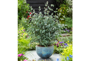 Set van 1 of 2 winterharde Eucalyptus ‘Silver Dollar’ XL planten — 6