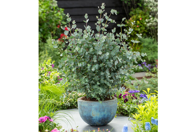 Set van 1 of 2 winterharde Eucalyptus ‘Silver Dollar’ XL planten