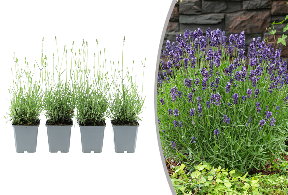 Set di 4 o 8 cespugli di lavanda