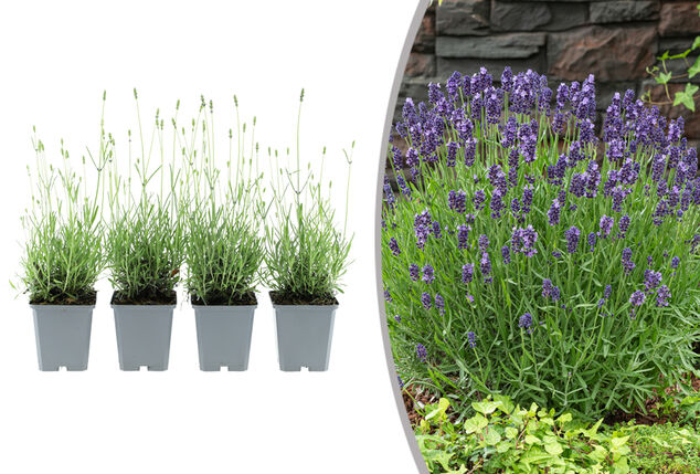 Set di 4 o 8 cespugli di lavanda