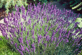 Set di 4 o 8 cespugli di lavanda — 2