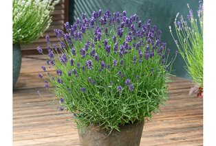 Set di 4 o 8 cespugli di lavanda — 3
