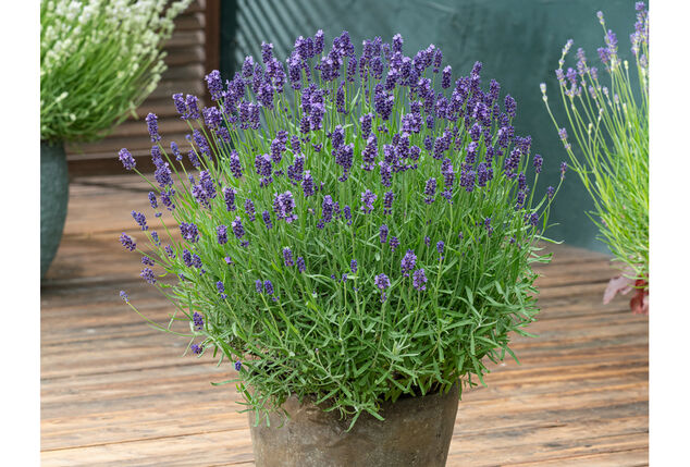 Set di 4 o 8 cespugli di lavanda