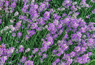 Set di 4 o 8 cespugli di lavanda — 4