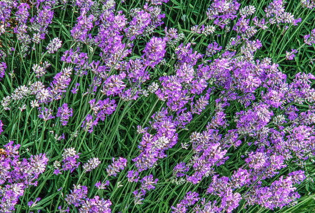 Set di 4 o 8 cespugli di lavanda