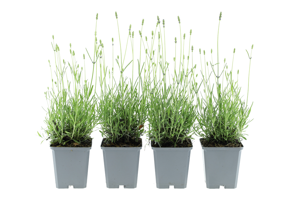 Set di 4 o 8 cespugli di lavanda