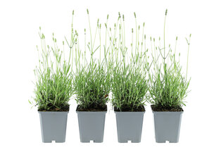 Set di 4 o 8 cespugli di lavanda — 5