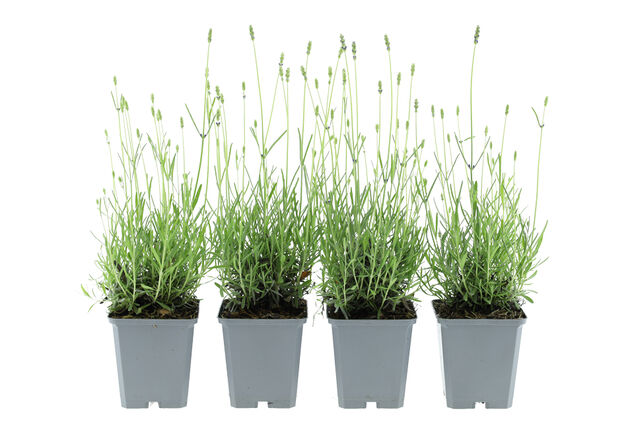 Set di 4 o 8 cespugli di lavanda