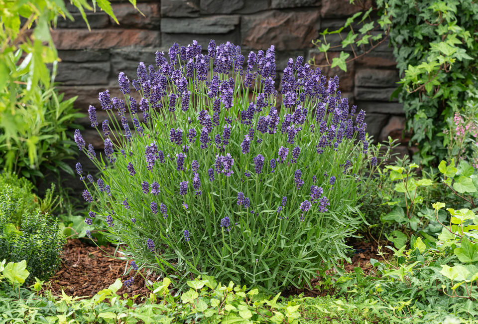 Set di 4 o 8 cespugli di lavanda