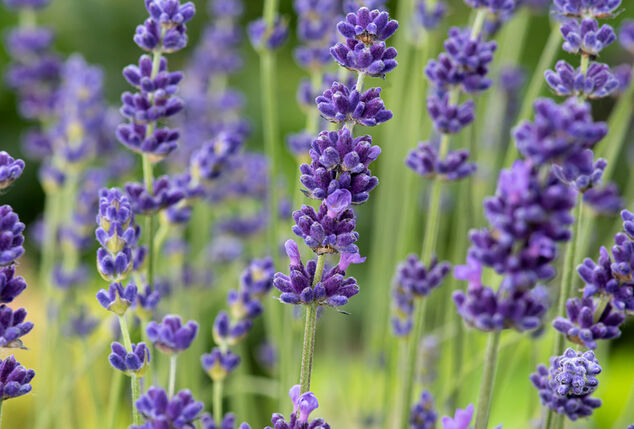 Set di 4 o 8 cespugli di lavanda