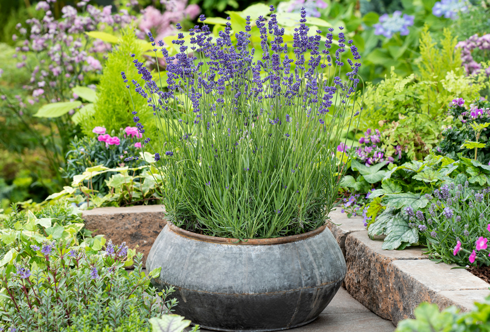 Set di 4 o 8 cespugli di lavanda