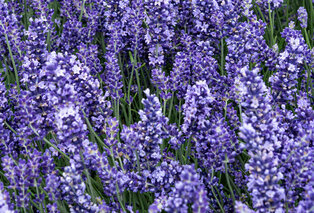 Set di 4 o 8 cespugli di lavanda — 9