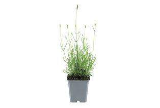 Set di 4 o 8 cespugli di lavanda — 10