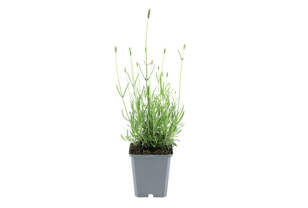 Set di 4 o 8 cespugli di lavanda