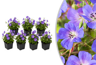 Set van 7 Geranium Rozanne bodembedekkers — 1