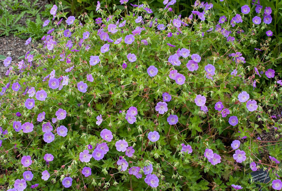 Set van 7 Geranium Rozanne bodembedekkers