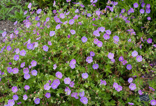 Set van 7 Geranium Rozanne bodembedekkers — 2