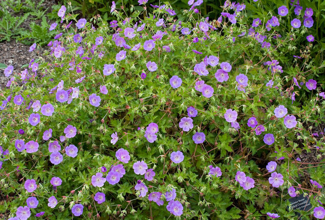 Set van 7 Geranium Rozanne bodembedekkers