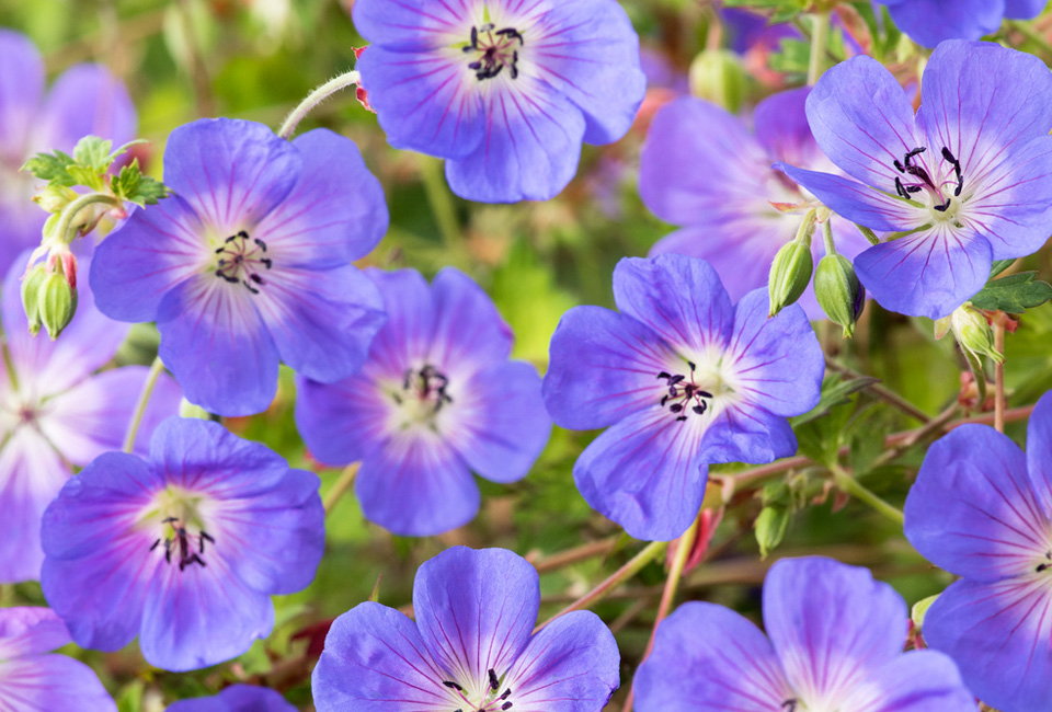 Set van 7 Geranium Rozanne bodembedekkers