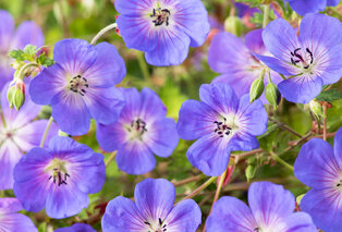 Set van 7 Geranium Rozanne bodembedekkers — 3