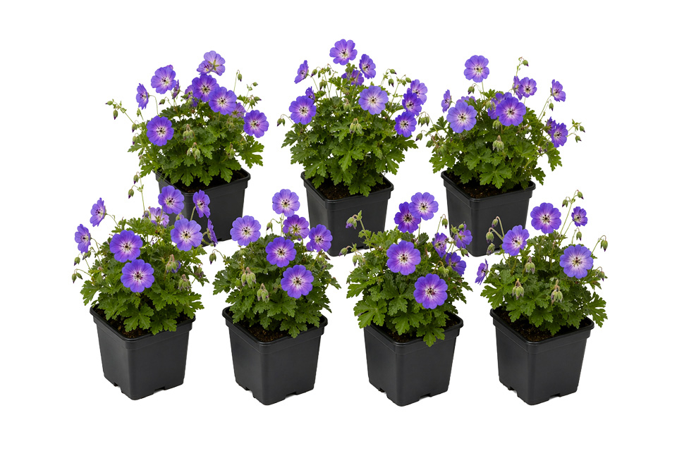 Set van 7 Geranium Rozanne bodembedekkers