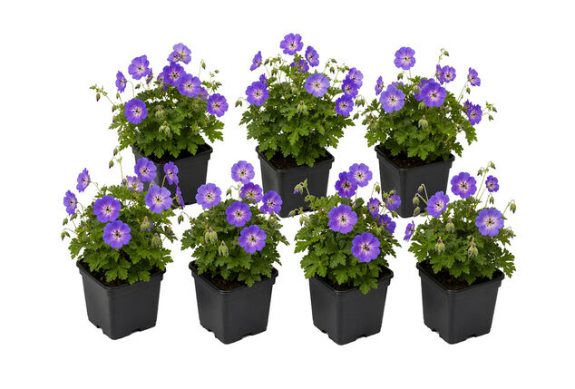 Set van 7 Geranium Rozanne bodembedekkers