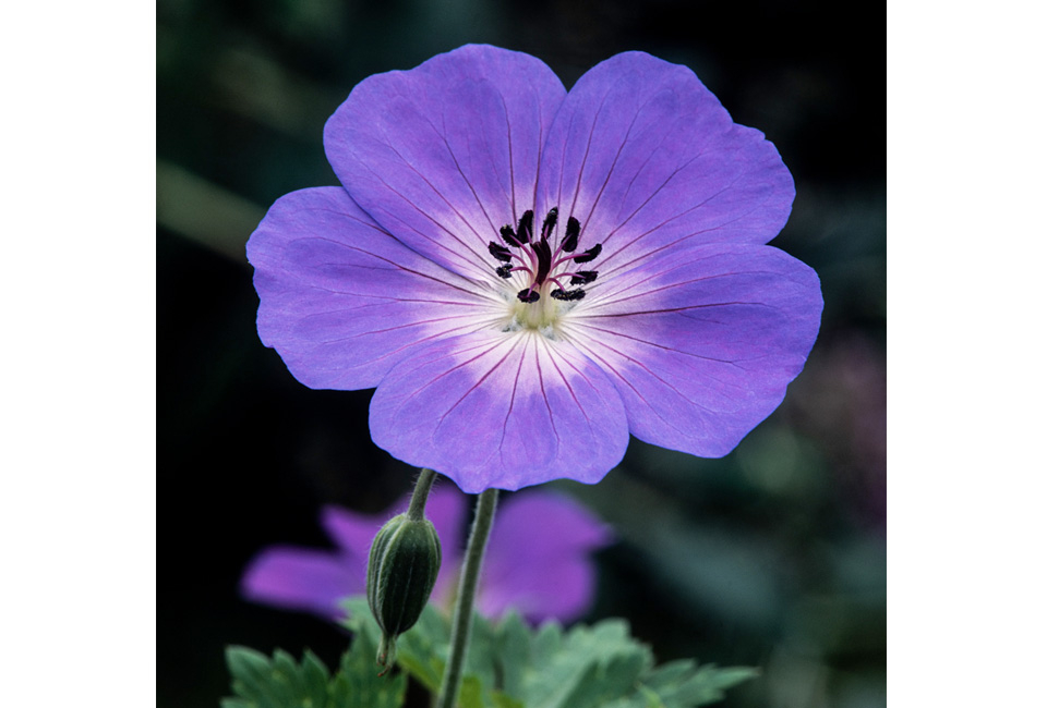 Set van 7 Geranium Rozanne bodembedekkers