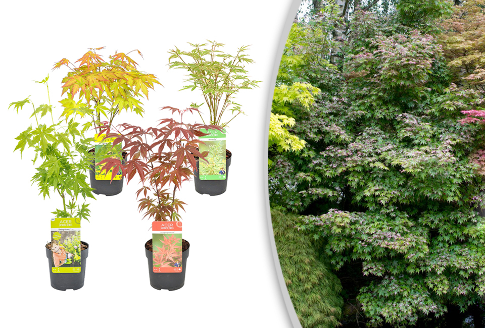 Set van 4 Japanse esdoorns
