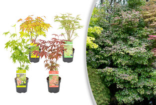 Set van 4 Japanse esdoorns — 1